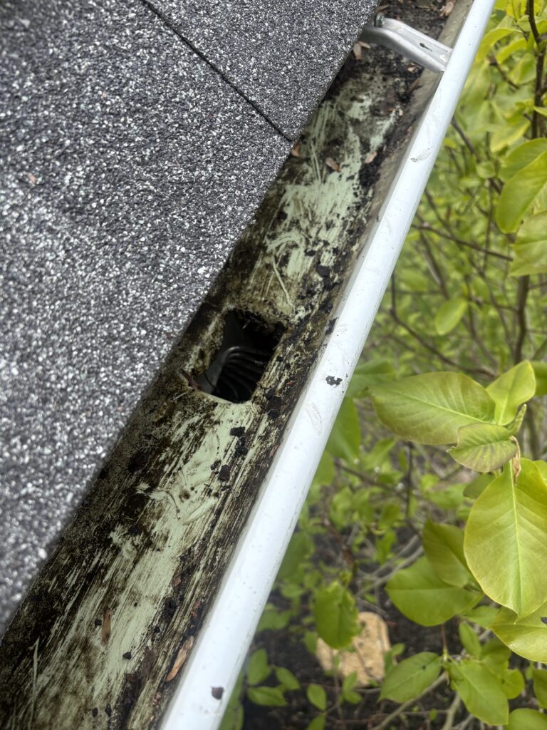 Close-up of a deteriorated wooden beam between a white railing and a textured asphalt shingle roof, with green plants nearby.