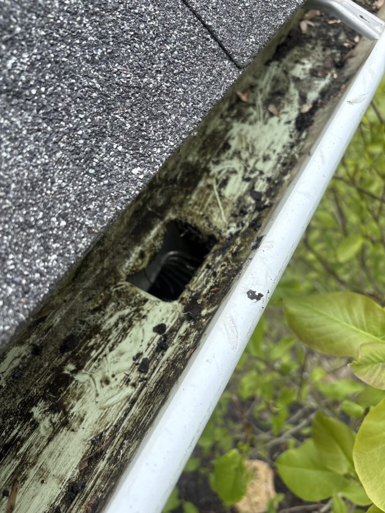 Close-up of a roof edge with black asphalt shingles showing mossy, greenish grime along the gutter line.