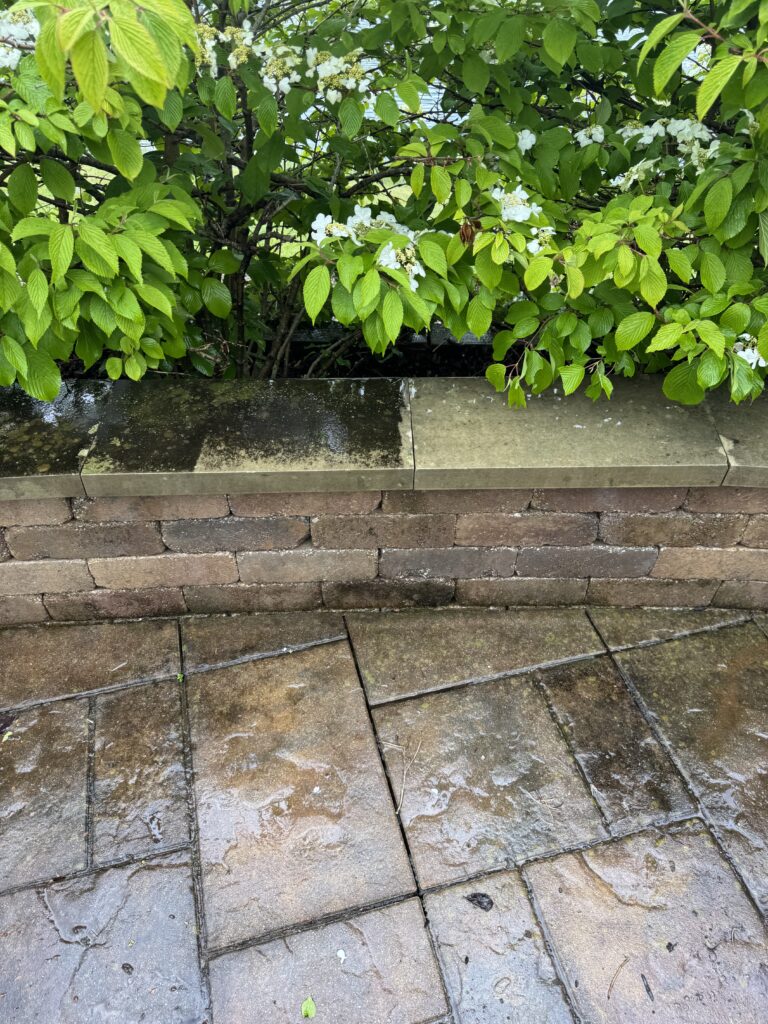 Green shrub with white flowers edging a raised stone planter over a wet, mossy paved area.