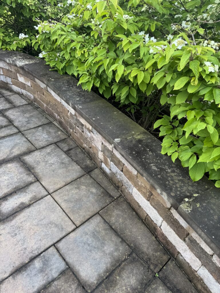 Curved stone wall beside a paved path with a lush green hedge and white flowers growing over it.