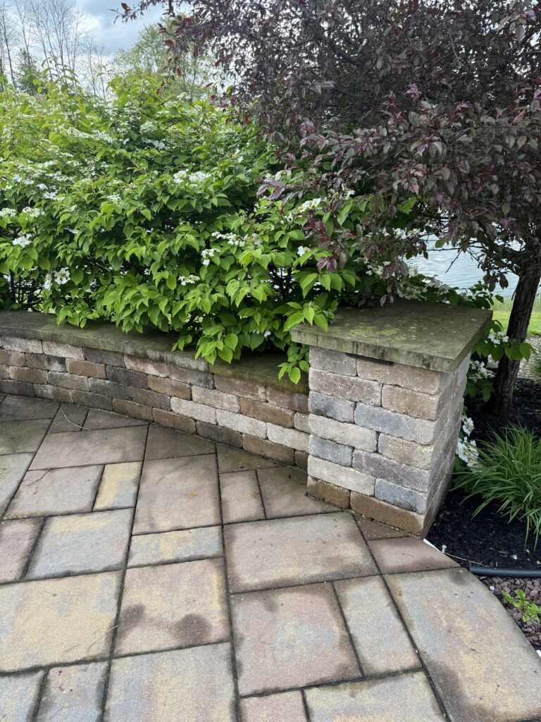 Stone planter wall with green leafy shrubs and white blossoms beside a tiled patio edge, purple-leaved tree overhead