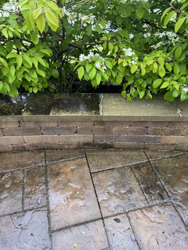 Green leafy shrub with white flowers growing over a low stone planter along a wet, paved patio.