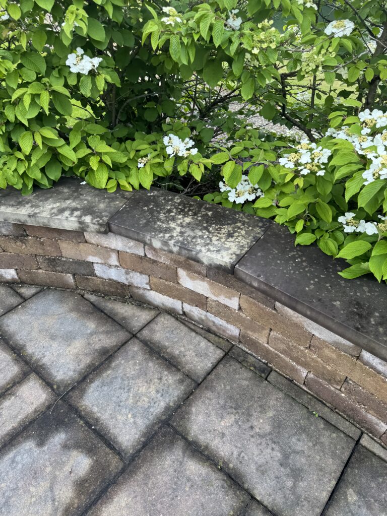 Hydrangea shrub with green leaves and white blossoms growing over a low stone wall beside a paved walkway.