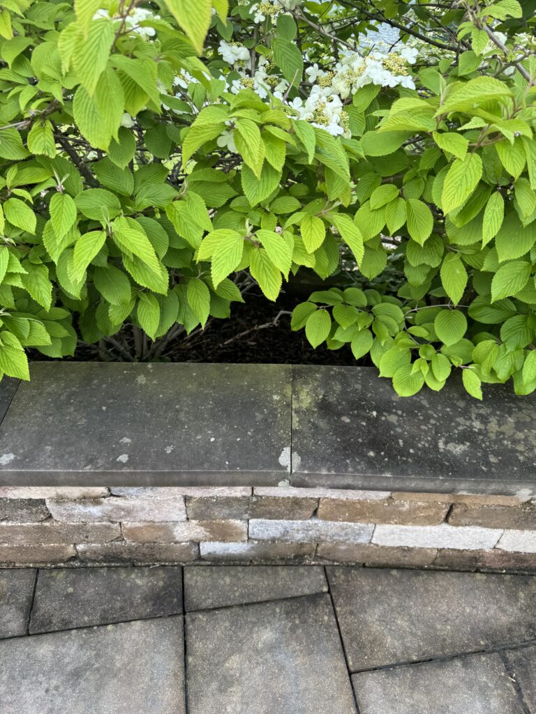 Bright green serrated leaves of a shrub with white flowers along a stone wall and paved ground below.