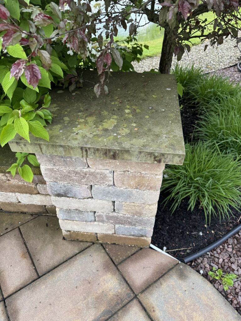 Mossy concrete cap on a stone wall with green and burgundy leaves spilling over; a garden hose lies nearby.