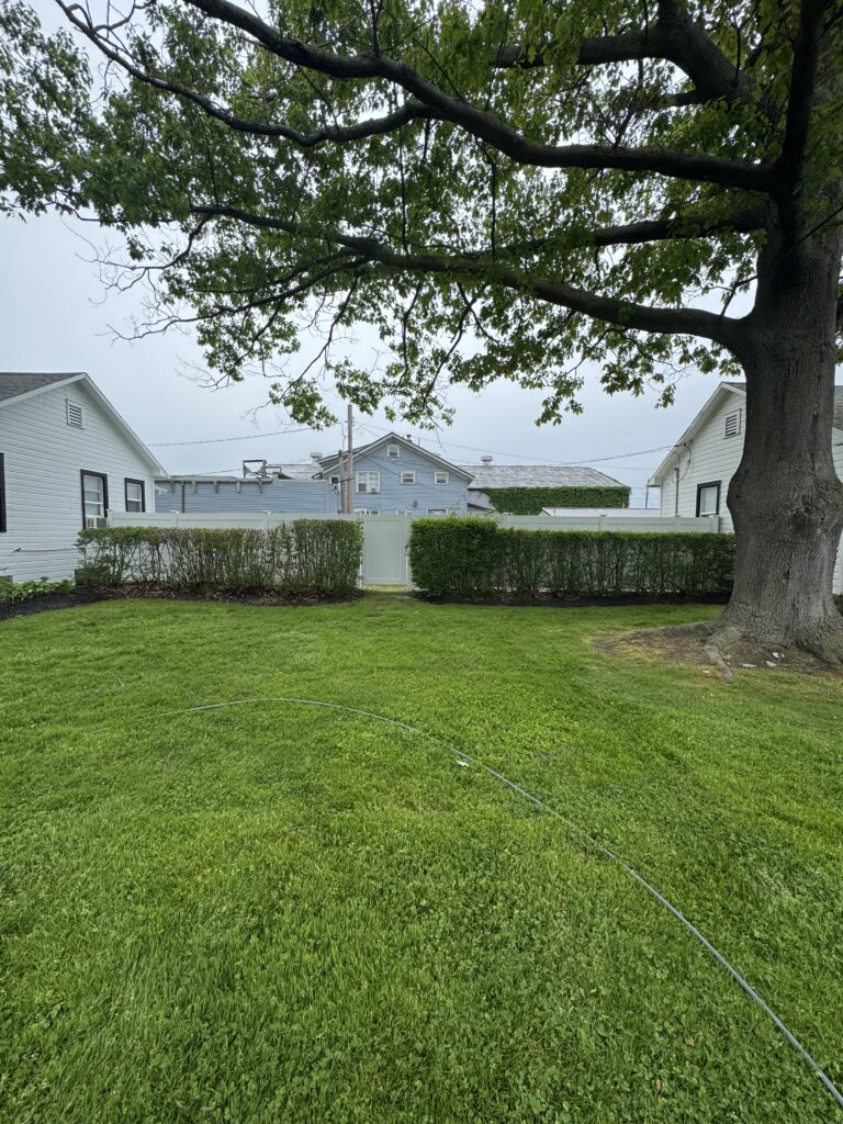 Backyard with a large tree, green lawn, and white houses in the background.