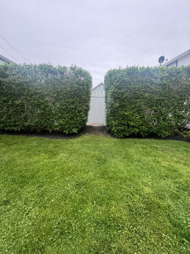 Symmetrical hedges form a central gate with a white fence beyond, green lawn in foreground and cloudy sky overhead.