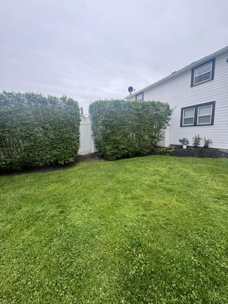 Backyard scene with lush green lawn, neatly trimmed hedges, and a white house with dark window trim on the right, under a cloudy sky.