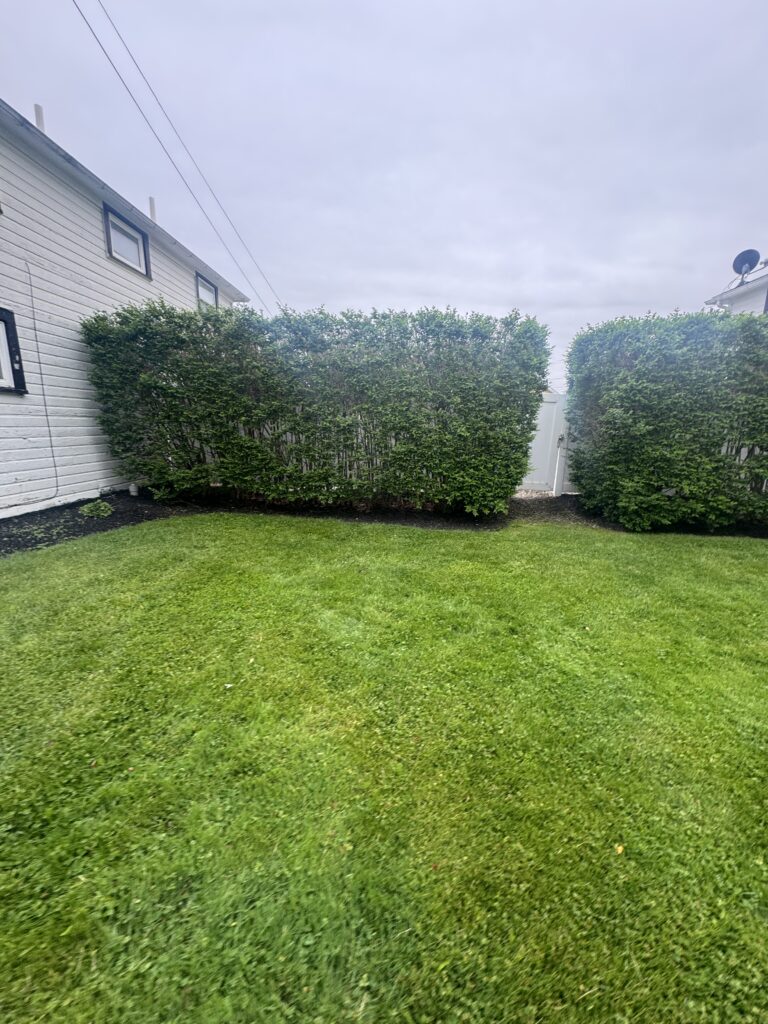 Backyard with a green lawn and tall trimmed hedges along a white house under a cloudy sky, with a satellite dish visible on the roof edge.