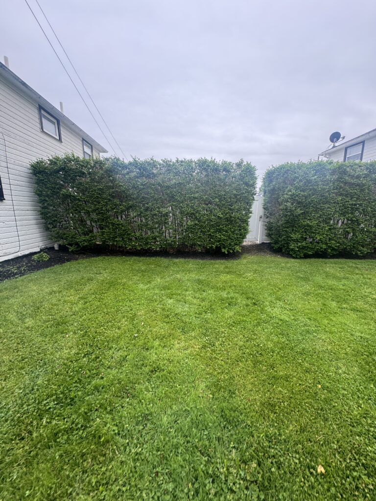 Green backyard with trimmed hedges between two white houses and a cloudy sky overhead.