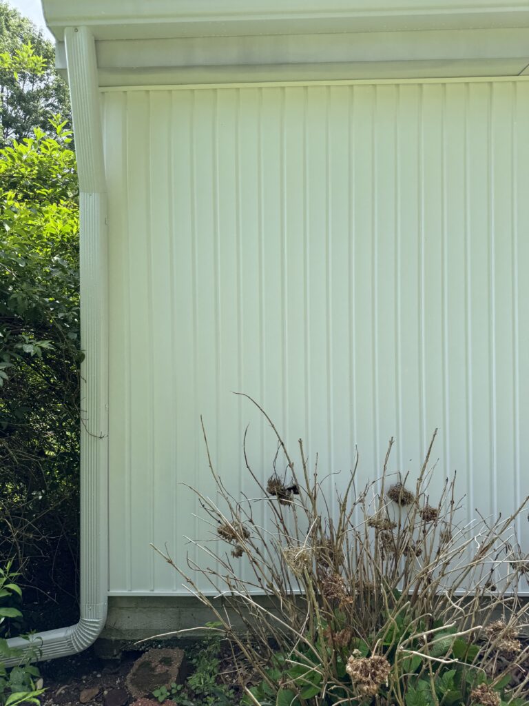 Light green corrugated building wall with a white downspout; dry bare shrub in foreground and greenery to left.