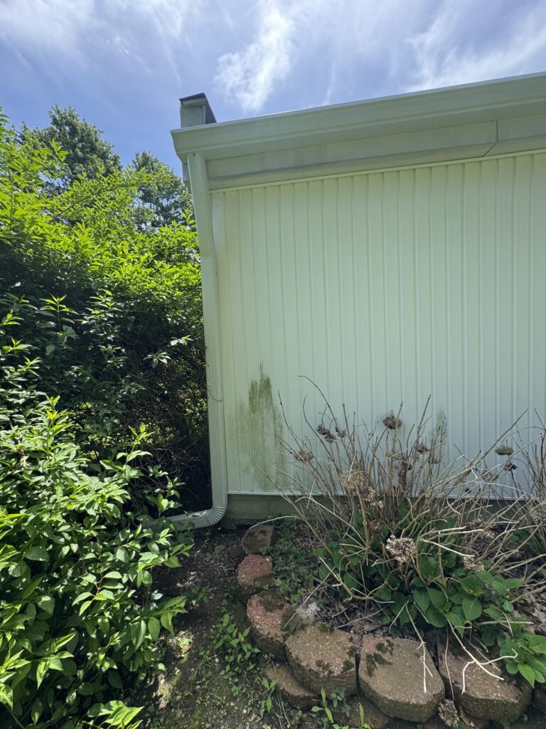 Side of a pale green house with vertical siding and a white downspout Before being cleaned by Wiley's Pressure Washing Services Dried brown shrubs in front and green plants to the left in Painesville, OH