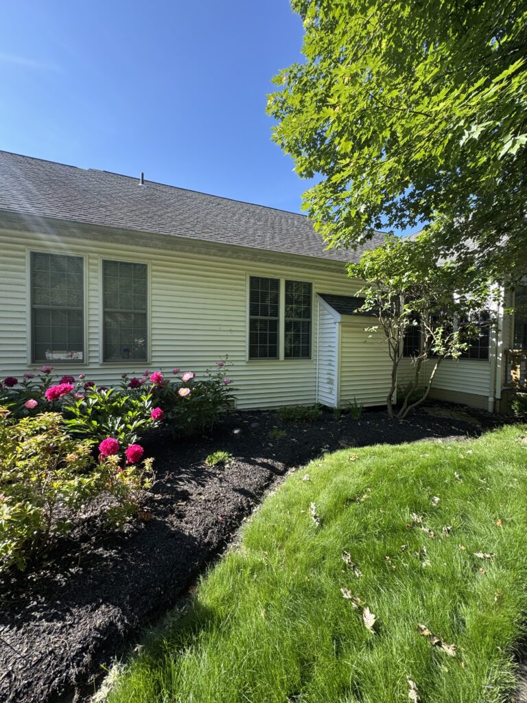 Backyard view of a light-colored house with six-pane windows, pink peonies in a mulch bed, blue sky, and a green tree on the right.