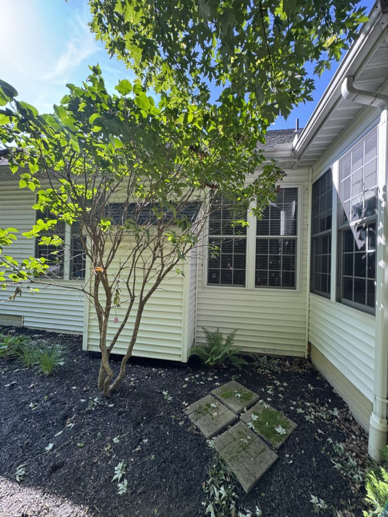 Tree in a mulch-covered backyard near a white siding house with large windows and a small fern at the base of the wall.