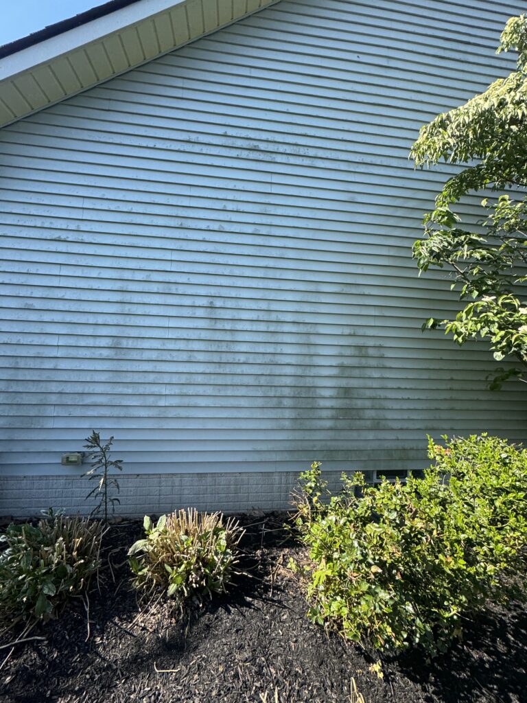 Blue horizontal siding of a building wall with a small tree and overgrown shrubs in a garden bed along the base.