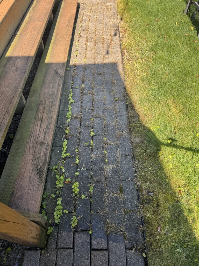 Top-down view of wooden steps on the left and a narrow concrete path in the center, with small weeds growing between the cracks and a green lawn on the right under sunlight.