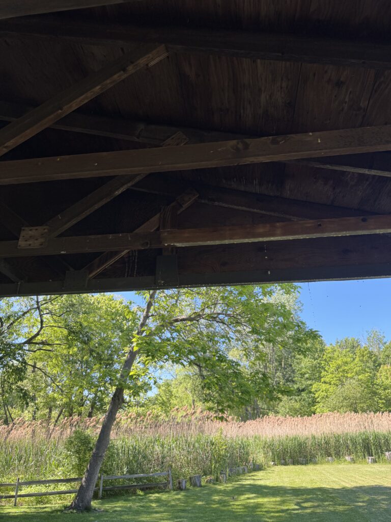 View from beneath a dark wooden beam structure over a sunny garden with tall grasses and trees in the background