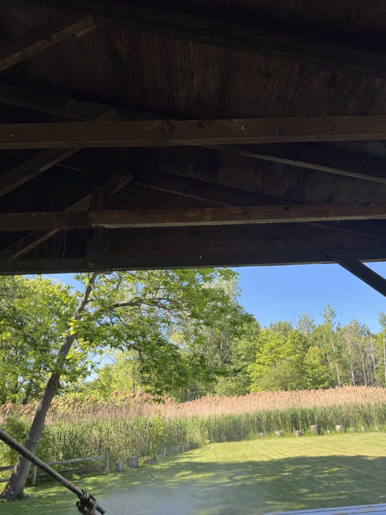 View from under a dark wooden shelter toward a sunlit garden with tall grasses and green trees beyond outside.